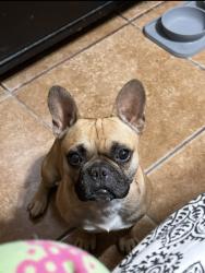 Lost Male Dog last seen Terrace Way, Bakersfield, CA 93304