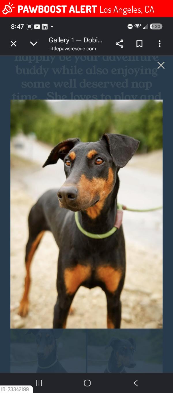Lost Female Dog last seen Yarnell st. And 210 freeway in Sylmar, Los Angeles, CA 91342