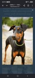 Lost Female Dog last seen Yarnell st. And 210 freeway in Sylmar, Los Angeles, CA 91342
