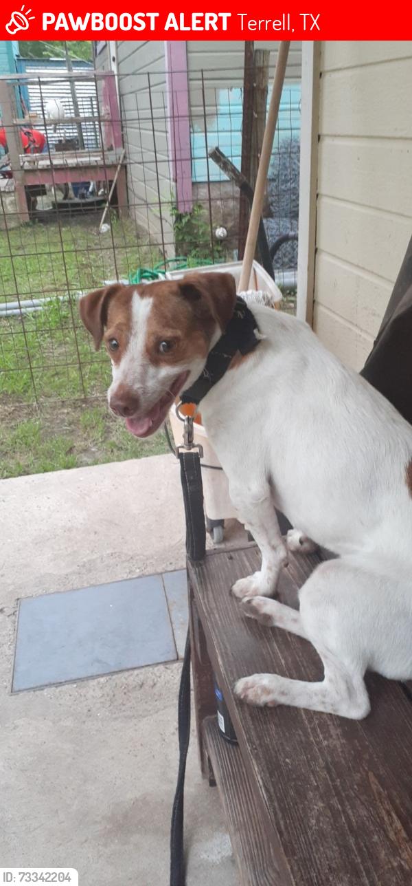 Lost Male Dog last seen 103b pecos street terrell tx, Terrell, TX 75160