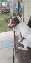 Lost Male Dog last seen 103b pecos street terrell tx, Terrell, TX 75160