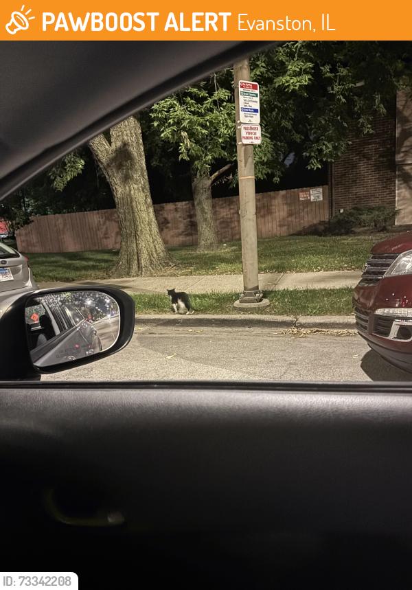 Found/Stray Unknown Cat last seen Walgreens, Evanston, IL 60201