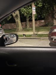Found/Stray Unknown Cat last seen Walgreens, Evanston, IL 60201
