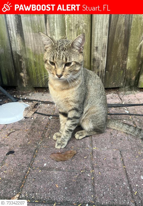 Lost Male Cat last seen Se roaring brookway, Stuart, FL 34997