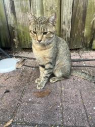 Lost Male Cat last seen Se roaring brookway, Stuart, FL 34997