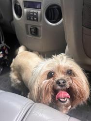 Found/Stray Female Dog last seen Snee-Oosh Road and Thousand Trails, Snee Oosh, WA 98257