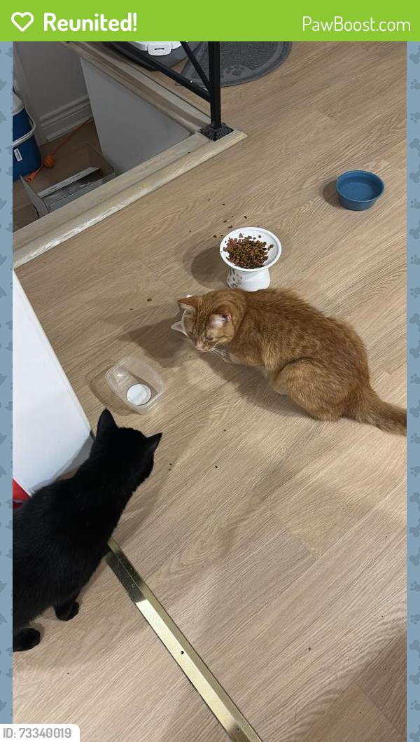 Reunited Male Cat last seen Close to Crestview Public School, Toronto, ON M2J 2V8