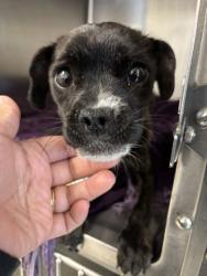 Shelter Stray Female Dog last seen Near block Delridge Way SW, Seattle, WA, 2061 15th Ave W, Seattle, WA 98119, USA