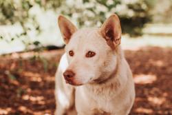 Shelter Stray Female Dog last seen Near Remount Road, North Charleston, SC, 2455 Remount Rd, North Charleston, SC 29406, USA