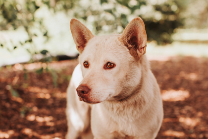 Shelter Stray Female Dog last seen Near Remount Road, North Charleston, SC, 2455 Remount Rd, North Charleston, SC 29406, USA