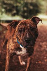 Shelter Stray Male Dog last seen Near Helm Street, North Charleston, SC, 2455 Remount Rd, North Charleston, SC 29406, USA