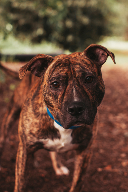 Shelter Stray Male Dog last seen Near Helm Street, North Charleston, SC, 2455 Remount Rd, North Charleston, SC 29406, USA
