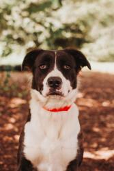 Shelter Stray Female Dog last seen Davidson Avenue and Diana Street, City of Charleston, SC, 2455 Remount Rd, North Charleston, SC 29406, USA