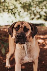 Shelter Stray Female Dog last seen N Rhett Avenue and Remount Road, North Charleston, SC, 2455 Remount Rd, North Charleston, SC 29406, USA