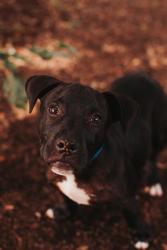 Shelter Stray Male Dog last seen Near Stall Road, North Charleston, SC, 2455 Remount Rd, North Charleston, SC 29406, USA