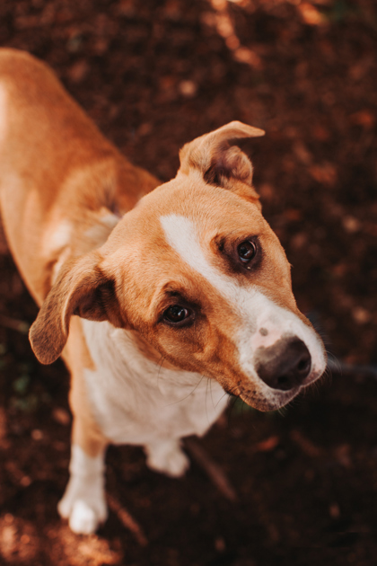 Shelter Stray Male Dog last seen Near Jockey Court, North Charleston, SC, 2455 Remount Rd, North Charleston, SC 29406, USA