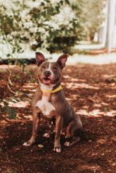 Shelter Stray Female Dog last seen Near Independant Avenue, North Charleston, SC, 2455 Remount Rd, North Charleston, SC 29406, USA