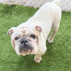 Shelter Stray Male Dog last seen Near Bancroft Ave, Oakland, CA, 1101 29th Ave, Oakland, CA 94601, USA