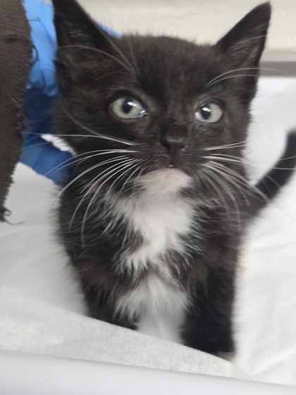 Shelter Stray Male Cat last seen Near casswell ave, Oakland, CA, 1101 29th Ave, Oakland, CA 94601, USA