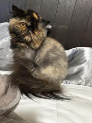 Reunited Female Cat last seen Kensington apmts, Boise, ID 83714