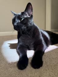 Reunited Male Cat last seen Sunny Creek Lane, Apex, NC 27502