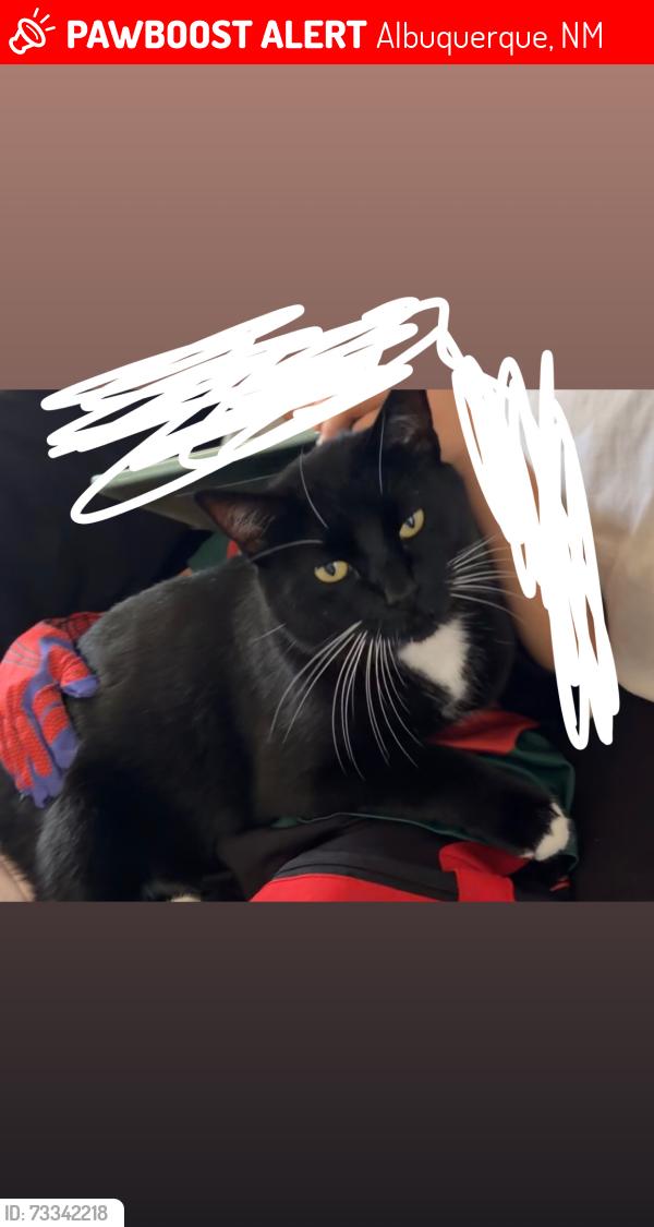 Lost Male Cat last seen Rio Bravo, Albuquerque, NM 87121
