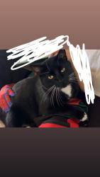 Lost Male Cat last seen Rio Bravo, Albuquerque, NM 87121
