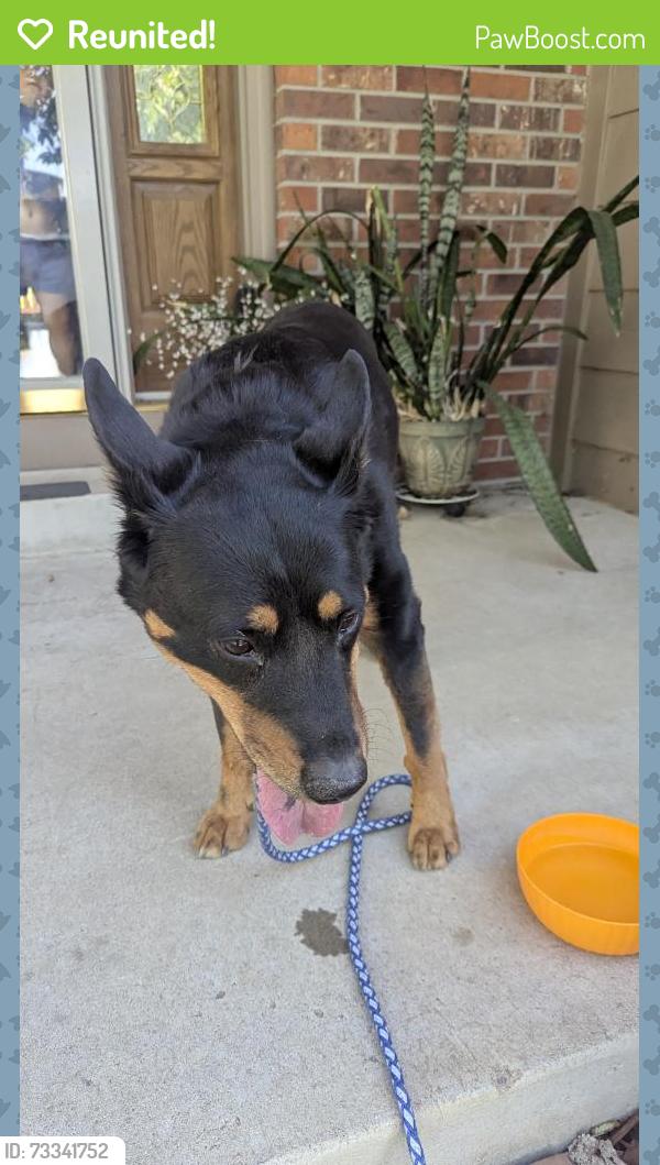 Reunited Female Dog last seen E Stanford and S Cathay Way, Aurora, CO 80015