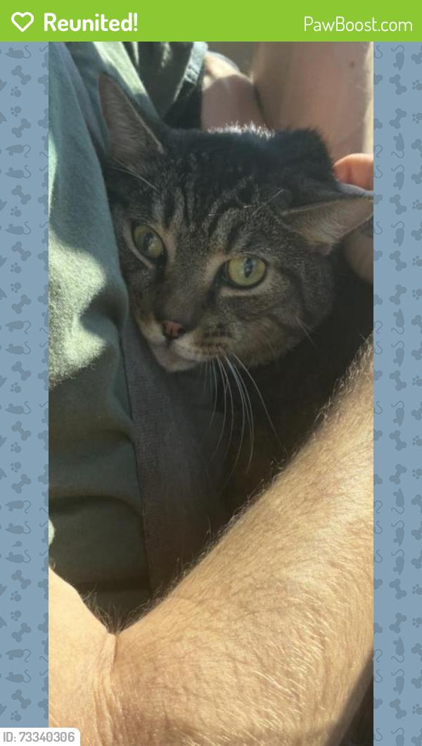 Reunited Male Cat last seen Near Walnut Dr, New Tazewell, TN 37825, USA, New Tazewell, TN 37825