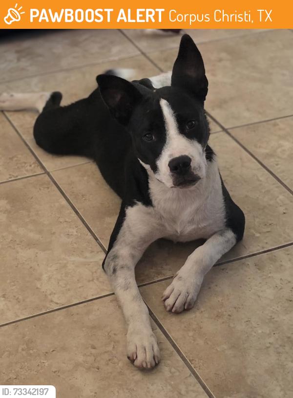 Found/Stray Male Dog last seen Kilarmet, Corpus Christi, TX 78413