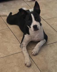 Found/Stray Male Dog last seen Kilarmet, Corpus Christi, TX 78413