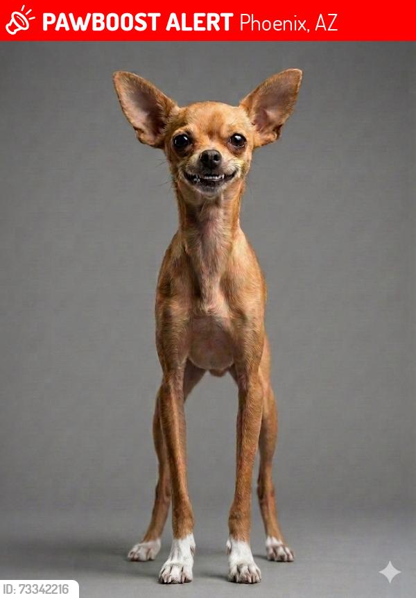 Lost Male Dog last seen 41st Ave and w banff ln, Phoenix, AZ 85053