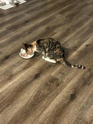 Reunited Female Cat last seen NE 6th Terr and NE 5th Ave (Backyard), Cape Coral, FL 33909