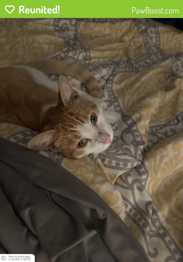 Reunited Male Cat last seen Ferndale, Forestlawn, Sheffield Lake, OH 44054