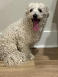Found/Stray Male Dog last seen Alexandria abenue, Alexandria, VA 22301