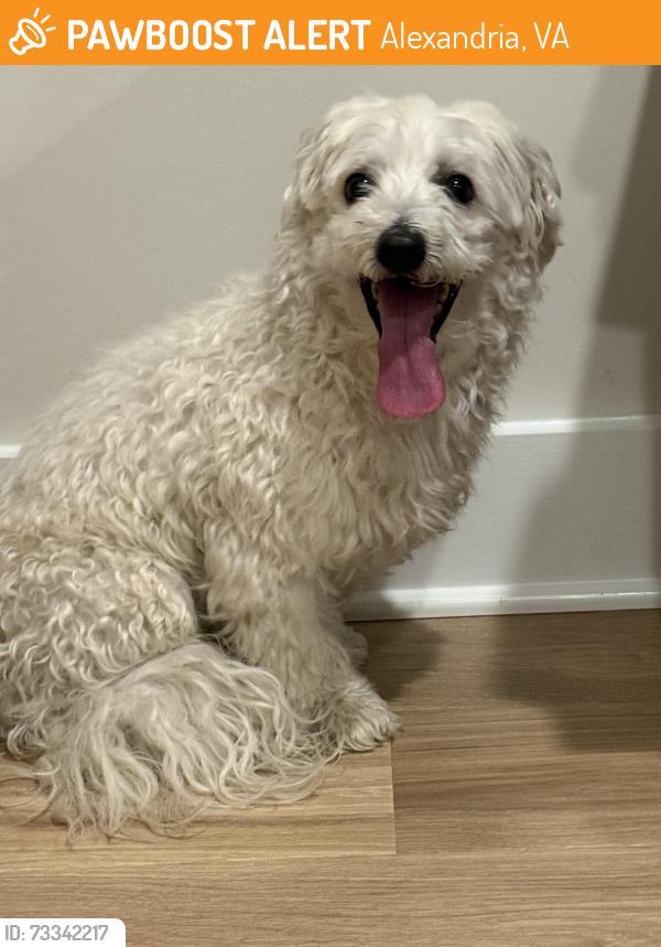 Found/Stray Male Dog last seen Alexandria abenue, Alexandria, VA 22301