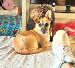 Lost Female Dog last seen Near S wheeling way, Aurora, CO 80012