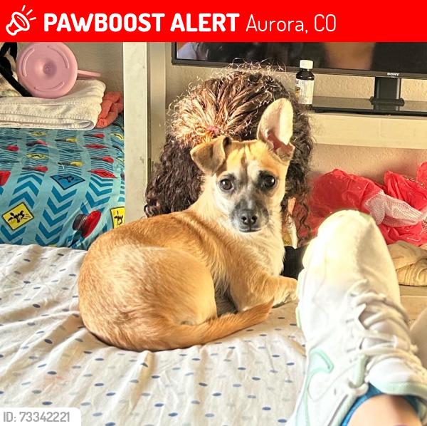 Lost Female Dog last seen Near S wheeling way, Aurora, CO 80012