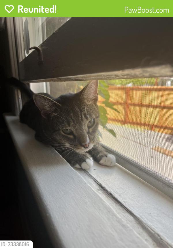 Reunited Female Cat last seen Sutter St & Hawk St, San Diego, CA 92103