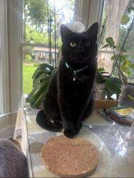 Reunited Male Cat last seen S Stratford Avenue, Elmhurst, IL 60126