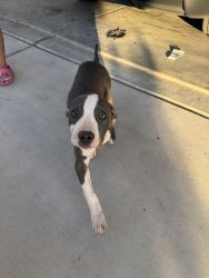 Found/Stray Female Dog last seen olive, Winchester, CA 92596