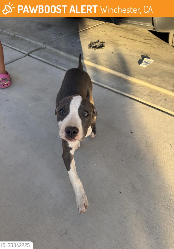 Found/Stray Female Dog last seen olive, Winchester, CA 92596