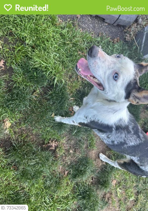 Reunited Female Dog last seen Glendale Drive, Blaine, WA 98230