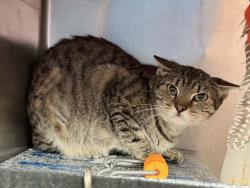 Shelter Stray Female Cat last seen Near E 198 Street, BRONX, NY, 10458, 326 E 110th St, New York, NY 10029, USA