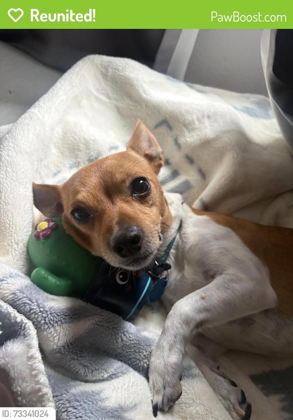 Reunited Male Dog last seen 126th avenue an 24st street by landover commons, Vancouver, WA 98682