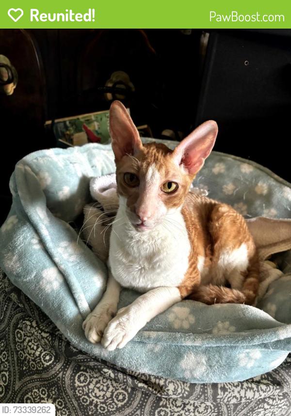 Reunited Male Cat last seen Oleander Boulivard, Virginia Avenue, S US Hwy 1, Fort Pierce, FL 34982