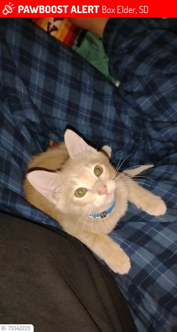 Lost Male Cat last seen Valley village trailer park, Box Elder, SD 57719