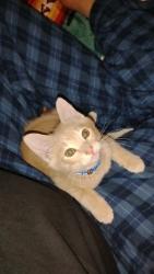Lost Male Cat last seen Valley village trailer park, Box Elder, SD 57719