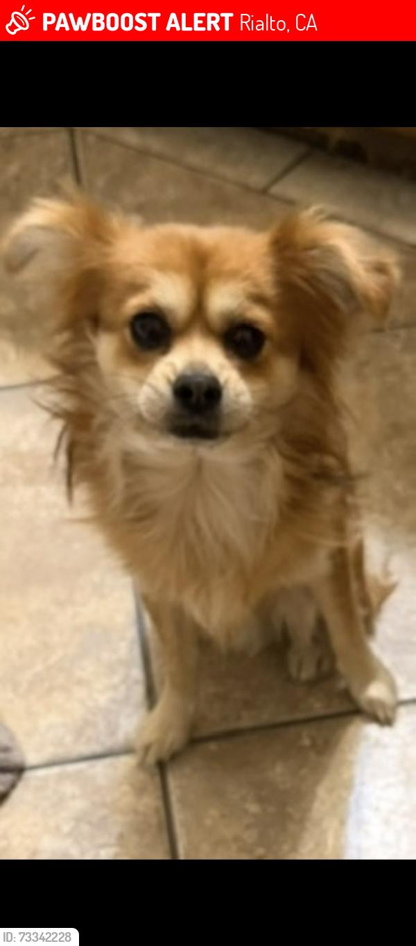 Lost Male Dog last seen Cedar and Randall Pinedale and Linden, Rialto, CA 92316