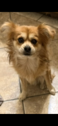 Lost Male Dog last seen Cedar and Randall Pinedale and Linden, Rialto, CA 92316